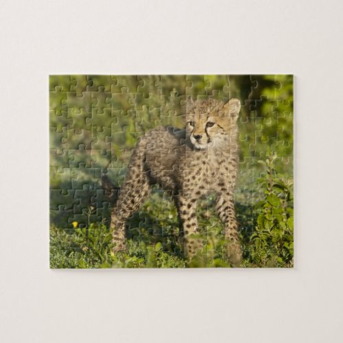 Africa Tanzania Cheetah cub at Ndutu in the Jigsaw Puzzle