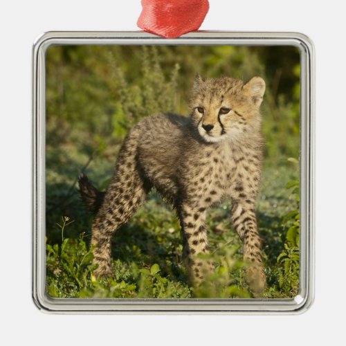 Africa Tanzania Cheetah cub at Ndutu in the Metal Ornament
