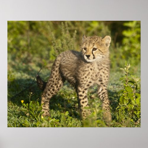 Africa Tanzania Cheetah cub at Ndutu in the Poster
