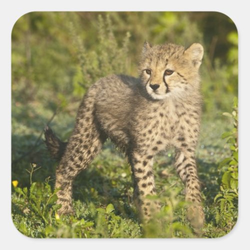 Africa Tanzania Cheetah cub at Ndutu in the Square Sticker