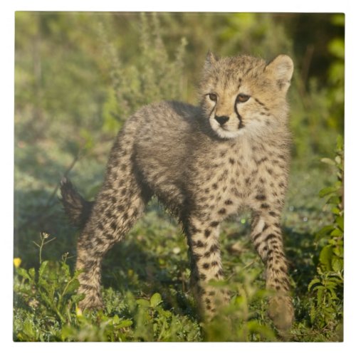Africa Tanzania Cheetah cub at Ndutu in the Tile