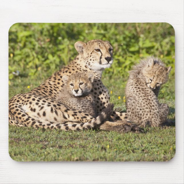 Africa. Tanzania. Cheetah mother and cubs 2 Mouse Pad (Front)