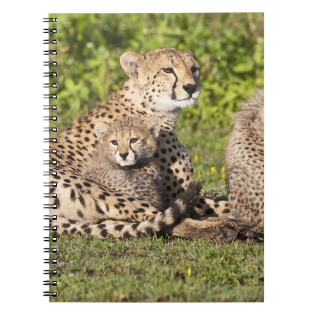 Africa. Tanzania. Cheetah mother and cubs 2 Notebook (Front)