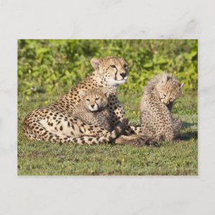 Africa. Tanzania. Cheetah mother and cubs 2 Postcard
