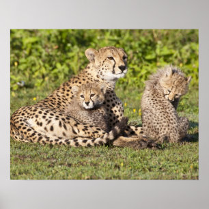 Africa. Tanzania. Cheetah mother and cubs 2 Poster