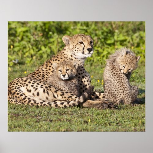 Africa Tanzania Cheetah mother and cubs 2 Poster