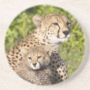Africa. Tanzania. Cheetah mother and cubs 2 Sandstone Coaster