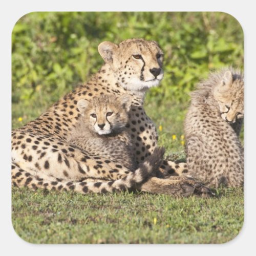 Africa Tanzania Cheetah mother and cubs 2 Square Sticker