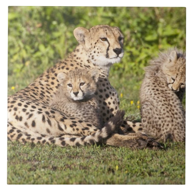 Africa. Tanzania. Cheetah mother and cubs 2 Tile (Front)