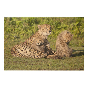 Africa. Tanzania. Cheetah mother and cubs 2 Wood Wall Decor