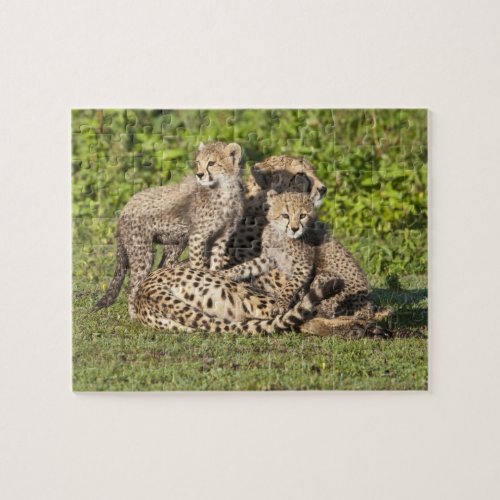 Africa Tanzania Cheetah mother and cubs Jigsaw Puzzle