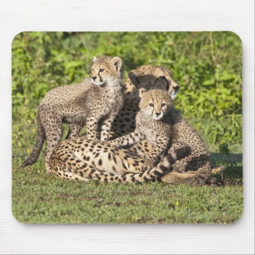 Africa Tanzania Cheetah mother and cubs Mouse Pad