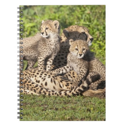 Africa Tanzania Cheetah mother and cubs Notebook