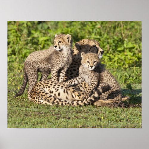Africa Tanzania Cheetah mother and cubs Poster