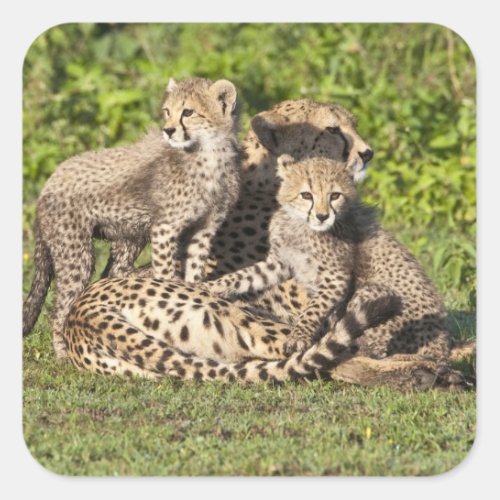 Africa Tanzania Cheetah mother and cubs Square Sticker