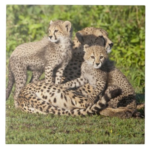 Africa Tanzania Cheetah mother and cubs Tile