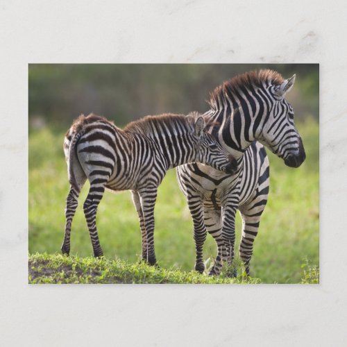 Africa Tanzania Common Zebra mother and baby Postcard