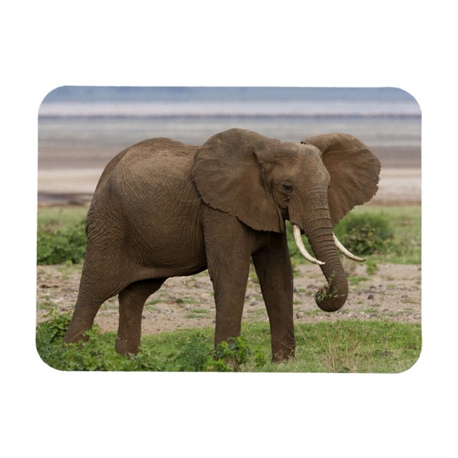 Africa. Tanzania. Elephant at Lake Manyara NP. Magnet (Horizontal)