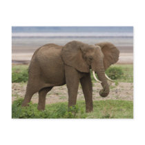 Africa. Tanzania. Elephant at Lake Manyara NP. Postcard