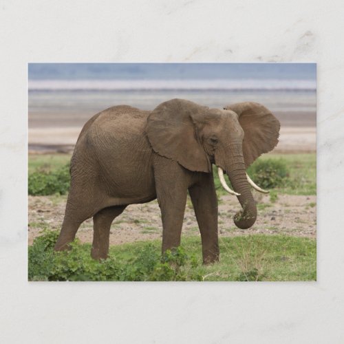Africa Tanzania Elephant at Lake Manyara NP Postcard