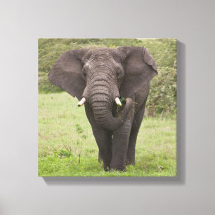Africa Tanzania Elephant at Ngorongoro Crater Canvas Print