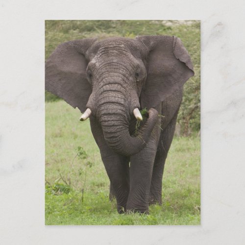 Africa Tanzania Elephant at Ngorongoro Crater Postcard