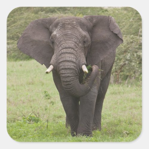 Africa Tanzania Elephant at Ngorongoro Crater Square Sticker