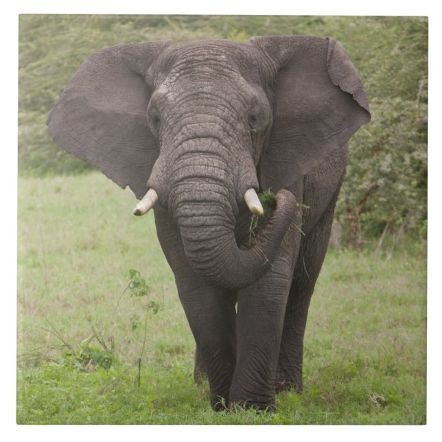 Africa Tanzania Elephant at Ngorongoro Crater Tile (Front)