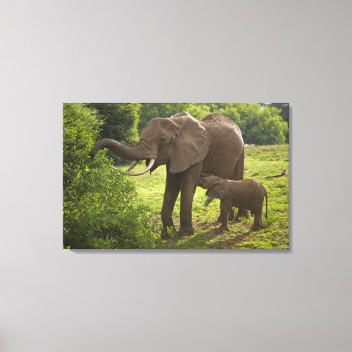 Africa Tanzania Elephant mother and calf at 2 Canvas Print
