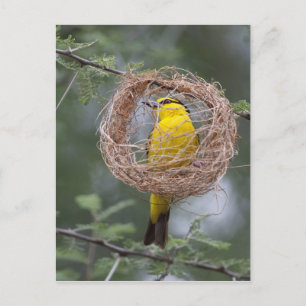 Africa. Tanzania. Female Black-Necked Weaver Postcard
