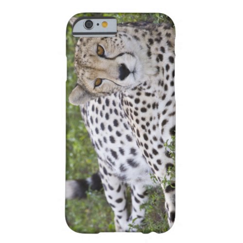 Africa Tanzania Female Cheetah at Ndutu in the Barely There iPhone 6 Case