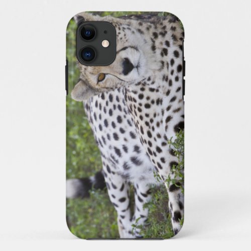 Africa Tanzania Female Cheetah at Ndutu in the iPhone 11 Case