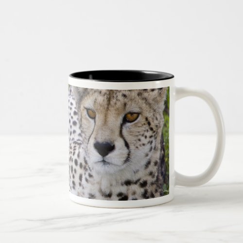 Africa Tanzania Female Cheetah at Ndutu in the Two_Tone Coffee Mug