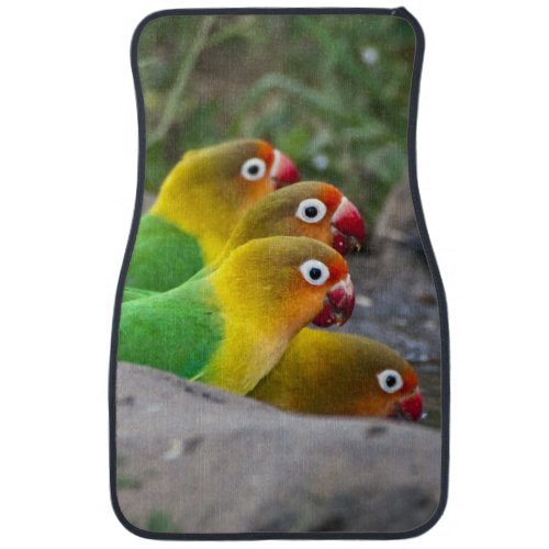 Africa Tanzania Fischers Lovebirds drinking Car Mat