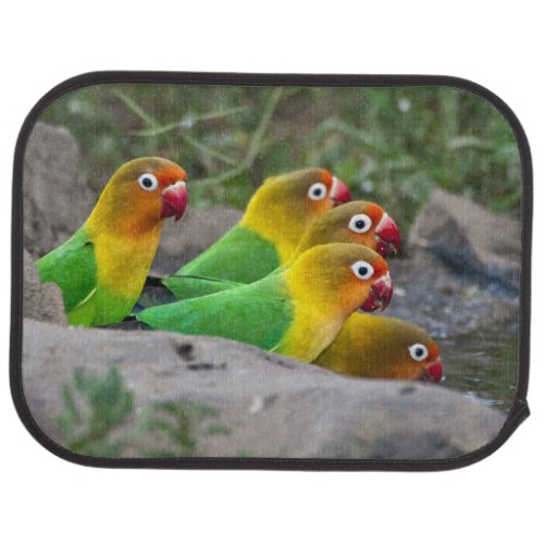 Africa Tanzania Fischers Lovebirds drinking Car Mat