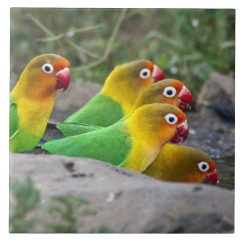 Africa Tanzania Fischers Lovebirds drinking Ceramic Tile