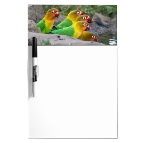 Africa Tanzania Fischers Lovebirds drinking Dry_Erase Board