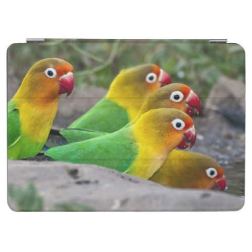 Africa Tanzania Fischers Lovebirds drinking iPad Air Cover