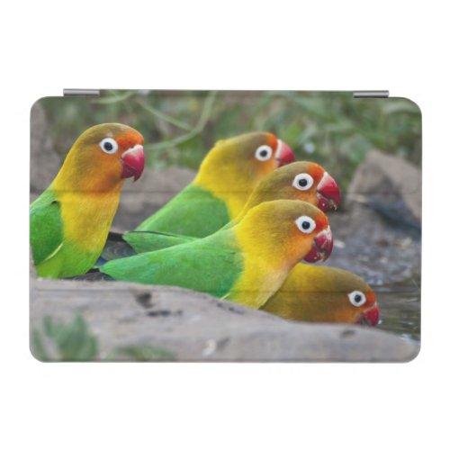 Africa Tanzania Fischers Lovebirds drinking iPad Mini Cover