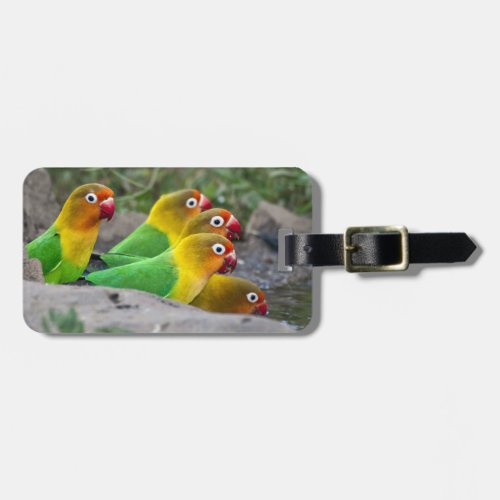 Africa Tanzania Fischers Lovebirds drinking Luggage Tag