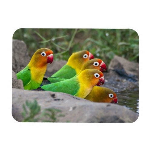 Africa Tanzania Fischers Lovebirds drinking Magnet