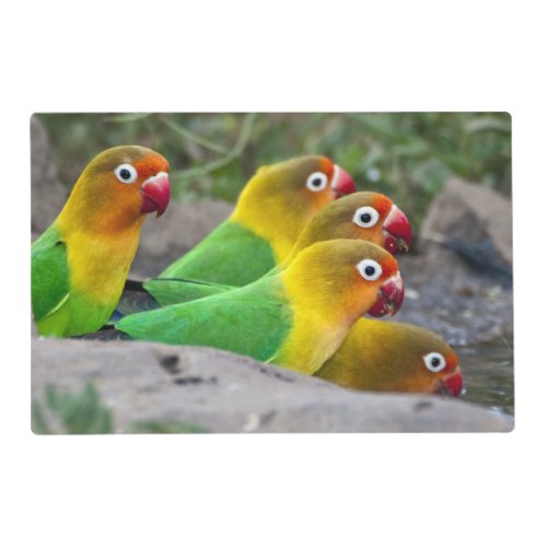 Africa Tanzania Fischers Lovebirds drinking Placemat