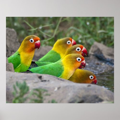 Africa Tanzania Fischers Lovebirds drinking Poster