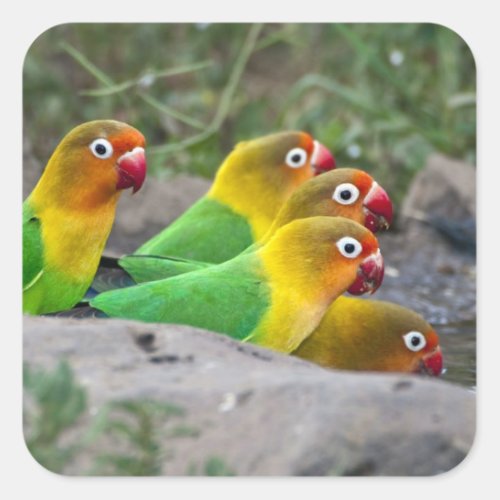 Africa Tanzania Fischers Lovebirds drinking Square Sticker