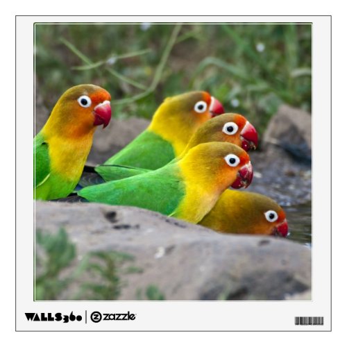 Africa Tanzania Fischers Lovebirds drinking Wall Sticker