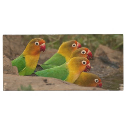 Africa Tanzania Fischers Lovebirds drinking Wood USB Flash Drive