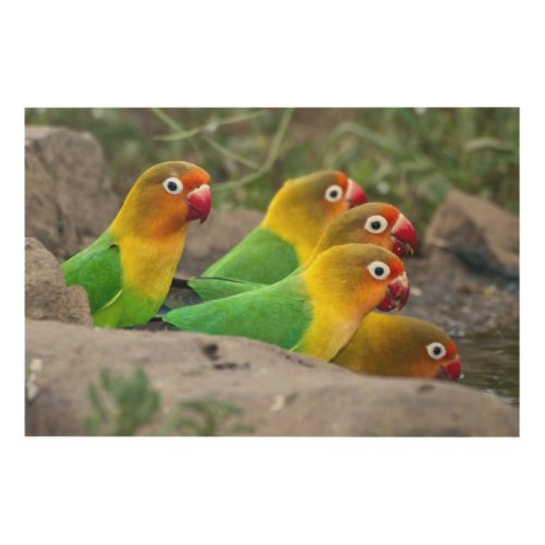 Africa Tanzania Fischers Lovebirds drinking Wood Wall Decor