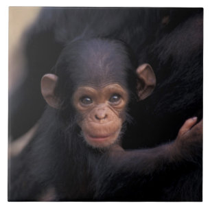 Africa, Tanzania, Gombe Nat'l Park Tile