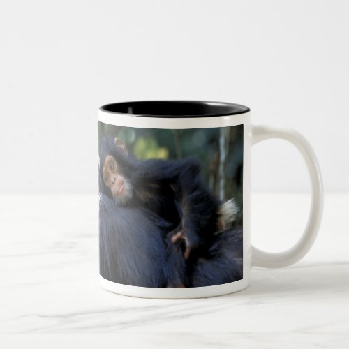 AFRICA Tanzania Gombe NP Chimpanzees  Female Two_Tone Coffee Mug