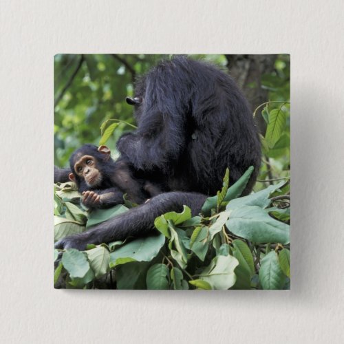 Africa Tanzania Gombe NP Female chimpanzee Pinback Button